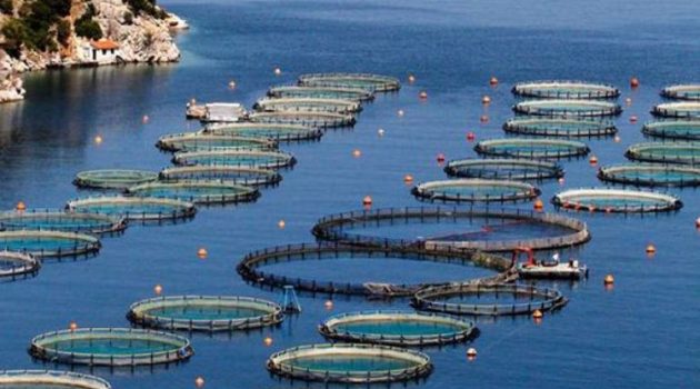 Επιμελητήριο Αιτωλ/νίας: Ημερίδα για τις θαλασσοκαλλιέργειες