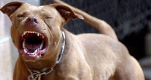 Σκυλί δάγκωσε ανήλικο αγόρι στο Μεσολόγγι