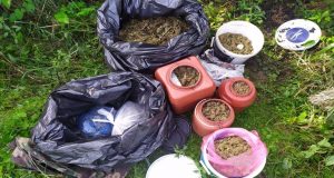 Συνελήφθη άνδρας στην Ηλεία για καλλιέργεια και κατοχή ναρκωτικών