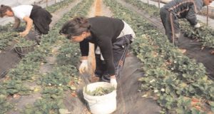 Αγρίνιο: Αλλοδαπός εργάτης γης θετικός στον ιό