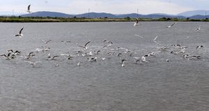 Λιμνοθάλασσα Μεσολογγίου: «Το πέταγμα των γλάρων»