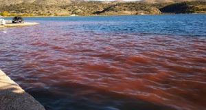 Αστακός: Η θάλασσα έγινε κόκκινη (Photos)