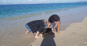 Λευκάδα: Νεκρές χελώνες «Caretta – Caretta» (Photos)
