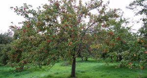 Eυκαιρία αύξησης των ελληνικών εξαγωγών φρούτων στη Γερμανία