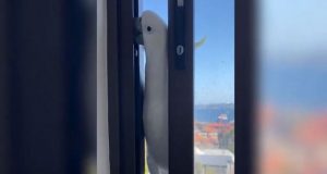 «Διαρρήκτης» παπαγάλος προσπάθησε να μπει από παράθυρο σπιτιού (Video)