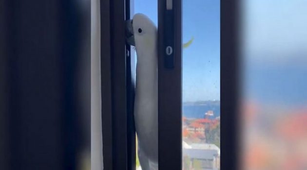 «Διαρρήκτης» παπαγάλος προσπάθησε να μπει από παράθυρο σπιτιού (Video)