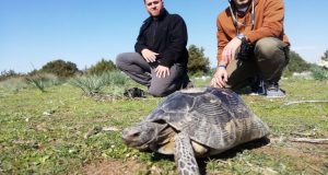 Αιτωλοακαρνανία: Η Κρασπεδωτή ή Βουνίσια χελώνα (Photos – Video)