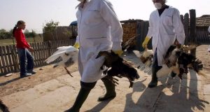 Η Διεύθυνση Κτηνιατρικής της Π.Δ.Ε. για τη «Γρίπη των Πτηνών»