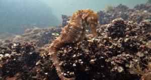 SOS εκπέμπει το Hippocampus Marine Institute για την Λιμνοθάλασσα Αιτωλικού