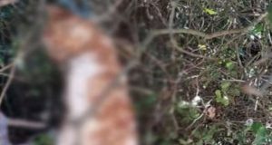 Φρίκη στην Κομπωτή Ξηρομέρου: Άγνωστος κρέμασε με σκοινί από δέντρο…