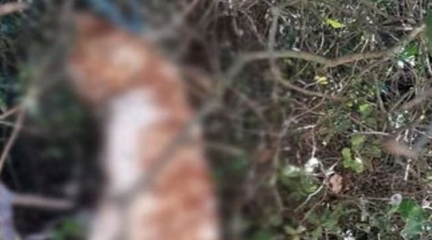 Φρίκη στην Κομπωτή Ξηρομέρου: Άγνωστος κρέμασε με σκοινί από δέντρο γάτα (Photo)