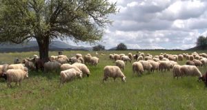 Π.Ε. Αιτ/νίας: Κατανομή βοσκοτόπων στους κτηνοτρόφους
