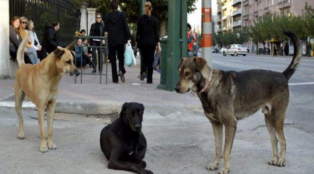 Πάτρα: Τρόμος από επίθεση αδέσποτων σκυλιών