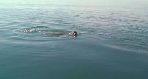 Φώκια εμφανίστηκε στη Λιμνοθάλασσα Μεσολογγίου