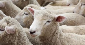 Π.Ε. Αιτωλοακαρνανίας: Απογραφή ζωικού κεφαλαίου βοοειδών