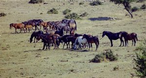 Tα άγρια άλογα του Πεταλά (Video – Photos)