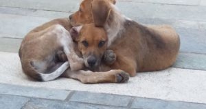 Αμφιλοχία: Σχηματισμός δικογραφίας μετά από καταγγελία για δηλητηρίαση σκύλου
