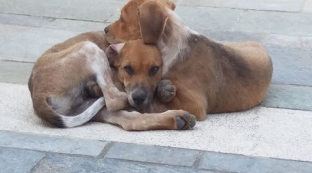 Αγρίνιο: Σκυλιά βρέθηκαν «τσιπαρισμένα» και στειρωμένα από το Δήμο Ι.Π. Μεσολογγίου στη Στράτου