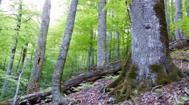 Διαβούλευση για τη νέα στρατηγική της Ε.Ε. για τα δάση