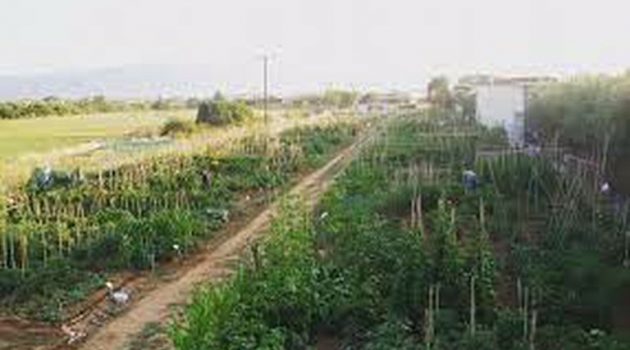 Δ. Αγρινίου: Ξεκινούν οι αιτήσεις για τον Δημοτικό Λαχανόκηπο