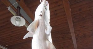 Αμφιλοχία: Ένας ψαράς έβγαλε στη στεριά δύο καρχαρίες