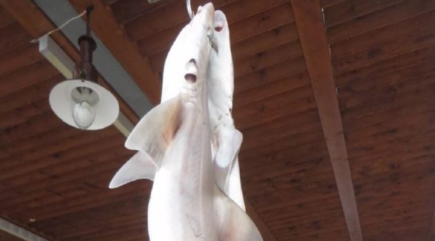 Αμφιλοχία: Ένας ψαράς έβγαλε στη στεριά δύο καρχαρίες