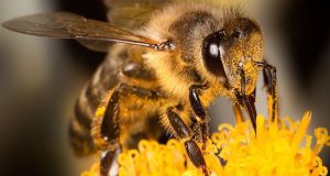 Μελισσοκομία: Ενίσχυση προμήθειας μεμονωμένων κινητών βάσεων