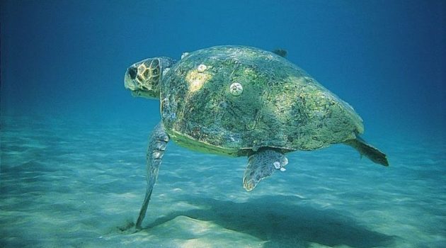 Ναύπακτος: Μια χελώνα καρέτα-καρέτα νεκρή στην άκρη της παραλίας (Photos)