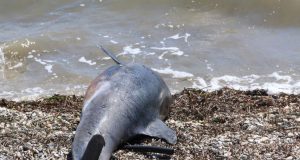 Νεκρό δελφίνι σε παραλία της Θάσου