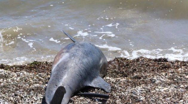 Νεκρό δελφίνι σε παραλία της Θάσου