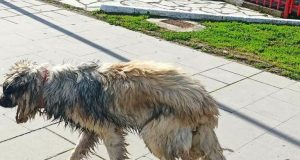 Αμφιλοχία: Περαστικοί βρήκαν και έσωσαν γιγαντόσωμο σκύλο (Photo)