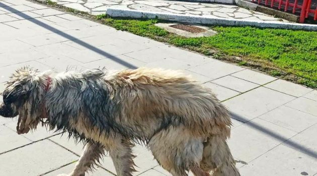 Αμφιλοχία: Περαστικοί βρήκαν και έσωσαν γιγαντόσωμο σκύλο (Photo)