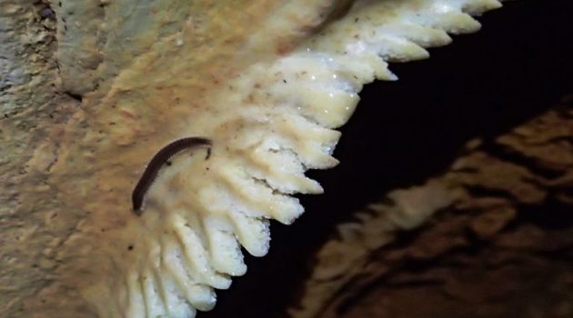 Λεπενού: Αναζήτηση νέων ειδών ζώων σε σπήλαιο (Photos)