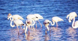 Εθνικό Πάρκο Υδρόβιων Πτηνών και Υδροβιότοπων στο Αιτωλικό;