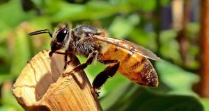 Χρηματοδότηση 11 ερευνητικών προγραμμάτων σε μελισσοκομία – σηροτροφία