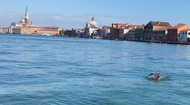 Βενετία: Δελφίνια βγήκαν βόλτα στο Μεγάλο Κανάλι (Video)