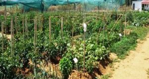Αγρίνιο: Ο Δημοτικός Λαχανόκηπος αναπτύσσεται σε έναν ειδικά διαμορφωμένο χώρο