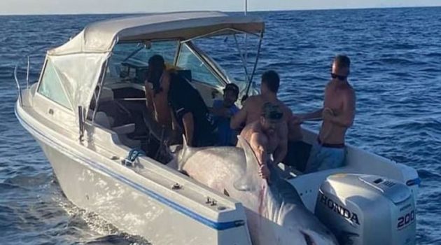 Σίδνεϊ: Ψαράδες έπιασαν στα δίχτυα τους έναν καρχαρία 394,5 κιλών (Photos)