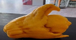 Καλύβια Αγρινίου: Περίεργο σε σχήμα λεμόνι (Photos)