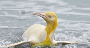 Φωτογράφος απαθανάτισε έναν εξαιρετικά σπάνιο κίτρινο πιγκουίνο (Photo)