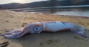 Ξεβράστηκε θράψαλο-γίγας στην παραλία Οτζιάς στην Κέας (Photos)
