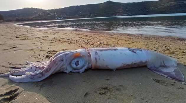 Ξεβράστηκε θράψαλο-γίγας στην παραλία Οτζιάς στην Κέας (Photos)
