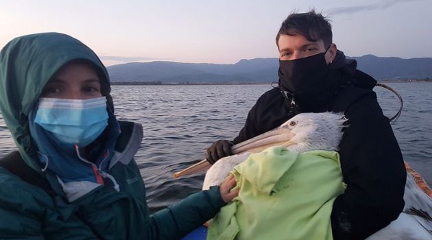 «Μαΐστρος»: Αργυροπελεκάνος με πομπό στη Λιμνοθάλασσα Κλείσοβας (Photos)