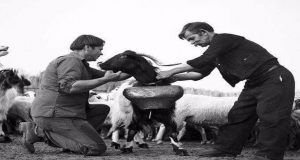 Ξηρόμερο: Τη Μεγάλη Πέμπτη οι τσοπάνηδες αρμάτωναν τα γιδοπρόβατα (Photos)