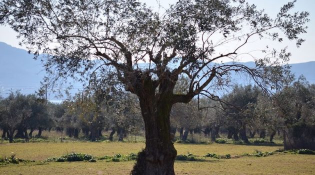 Δ.Α.Ο.Κ. Αιτωλοακαρνανίας: Συμμετοχή σε πρόγραμμα για την καταπολέμηση του Δάκου της Ελιάς