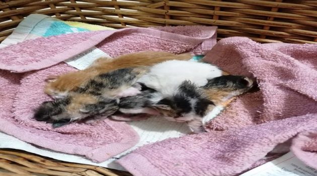 Νεογέννητα γατάκια βρέθηκαν σε κάδο απορριμμάτων στο Αγρίνιο (Photos)