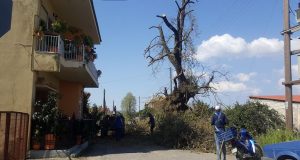 Καλύβια Αγρινίου: Εργασίες κλαδέματος δέντρων (Photos)