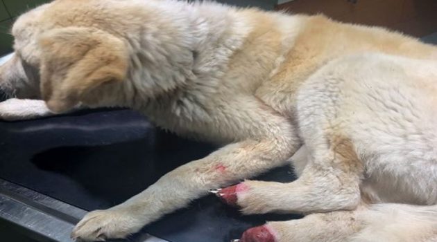 Αγρίνιο – Φρικτό θέαμα: Έκοψαν τις πατούσες σκύλου (Σκληρές Εικόνες)