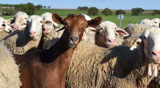 Συνδεδεμένες: Καθορίστηκαν τα ποσά για βοοειδή και αιγοπρόβατα