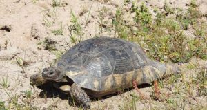 Εθνικό Πάρκο Λιμνοθαλασσών Μεσολογγίου – Αιτωλικού: Καταγραφή κρασπεδωτής χελώνας